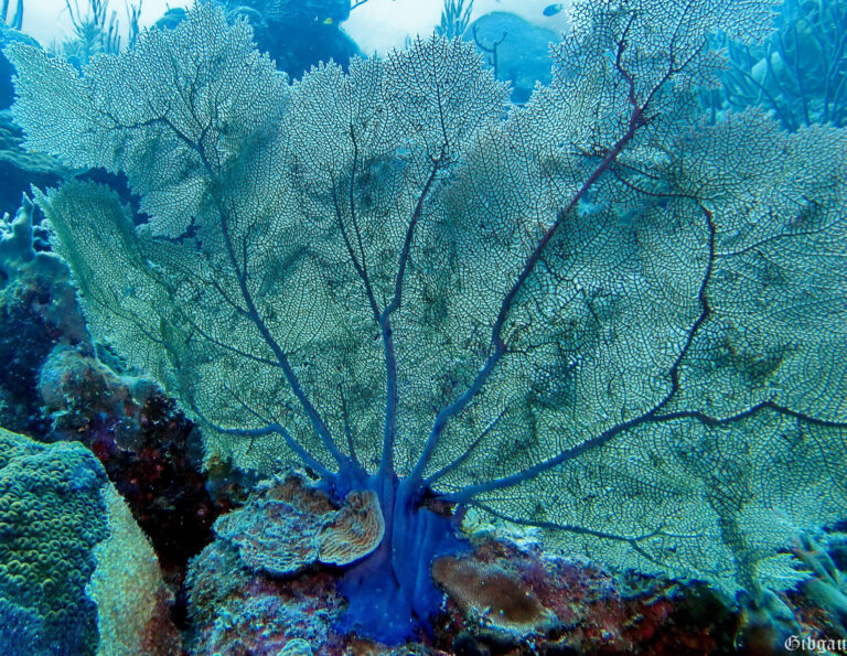 Lire la suite à propos de l’article Bonaire 2015 : gorgones éventails
