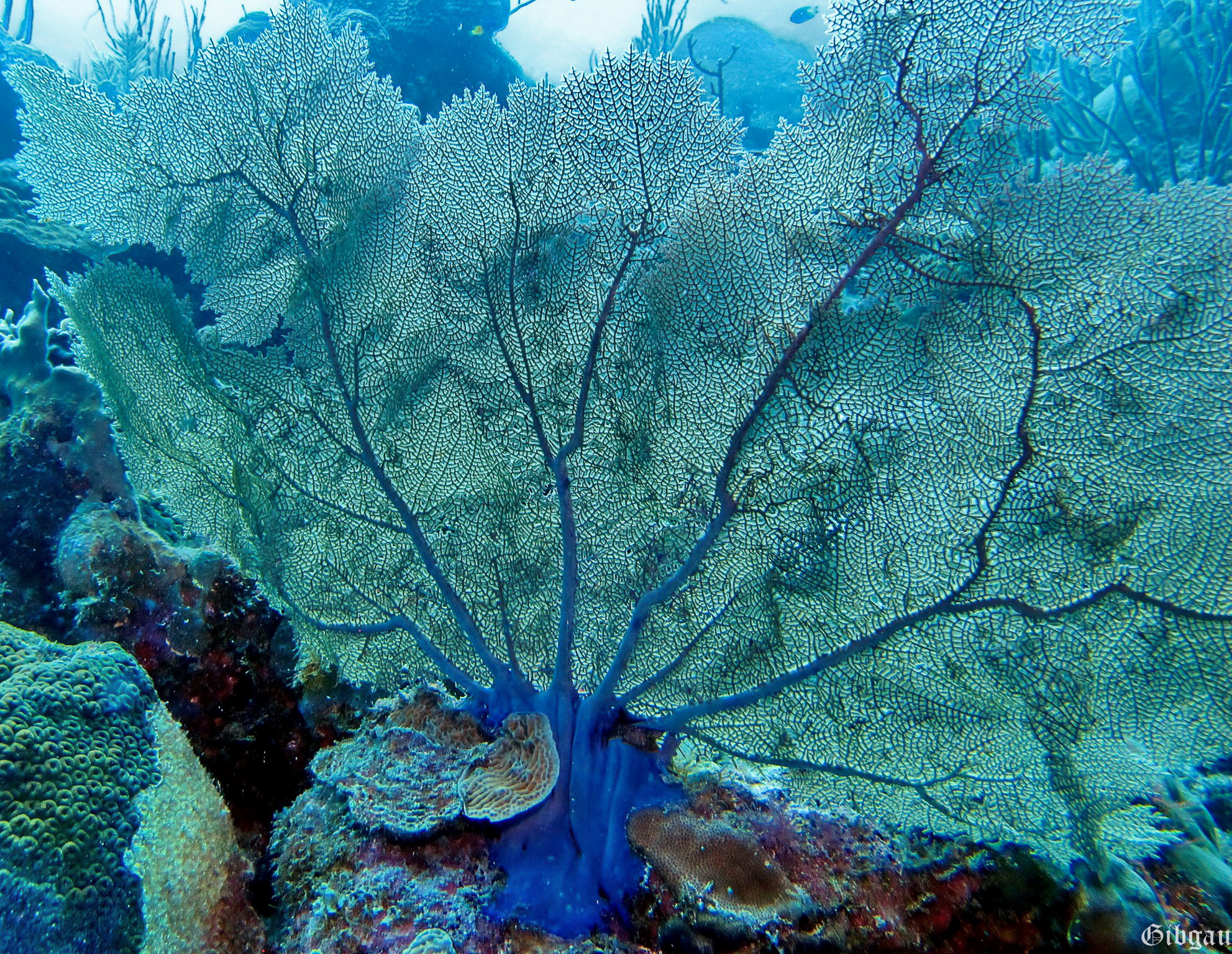 Lire la suite à propos de l’article Bonaire 2015 : gorgones éventails