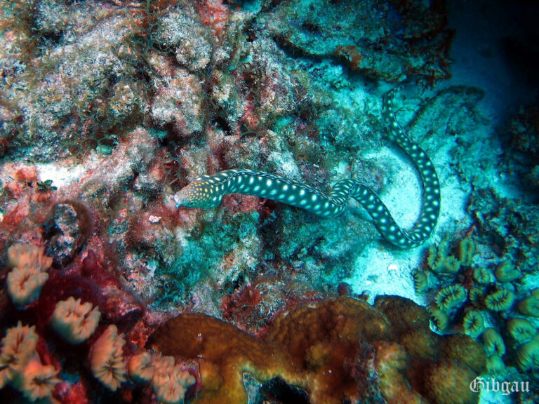 Lire la suite à propos de l’article Bonaire 2015: poissons de récif