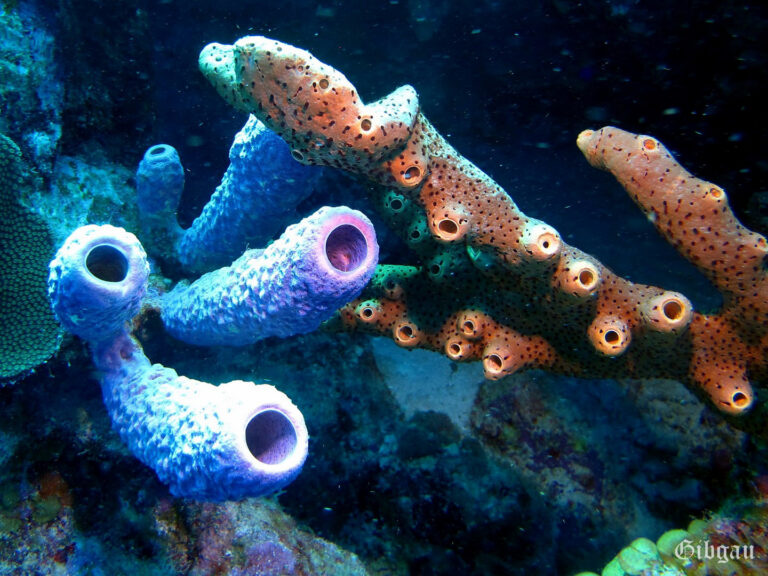 Lire la suite à propos de l’article Bonaire 2015 : éponges