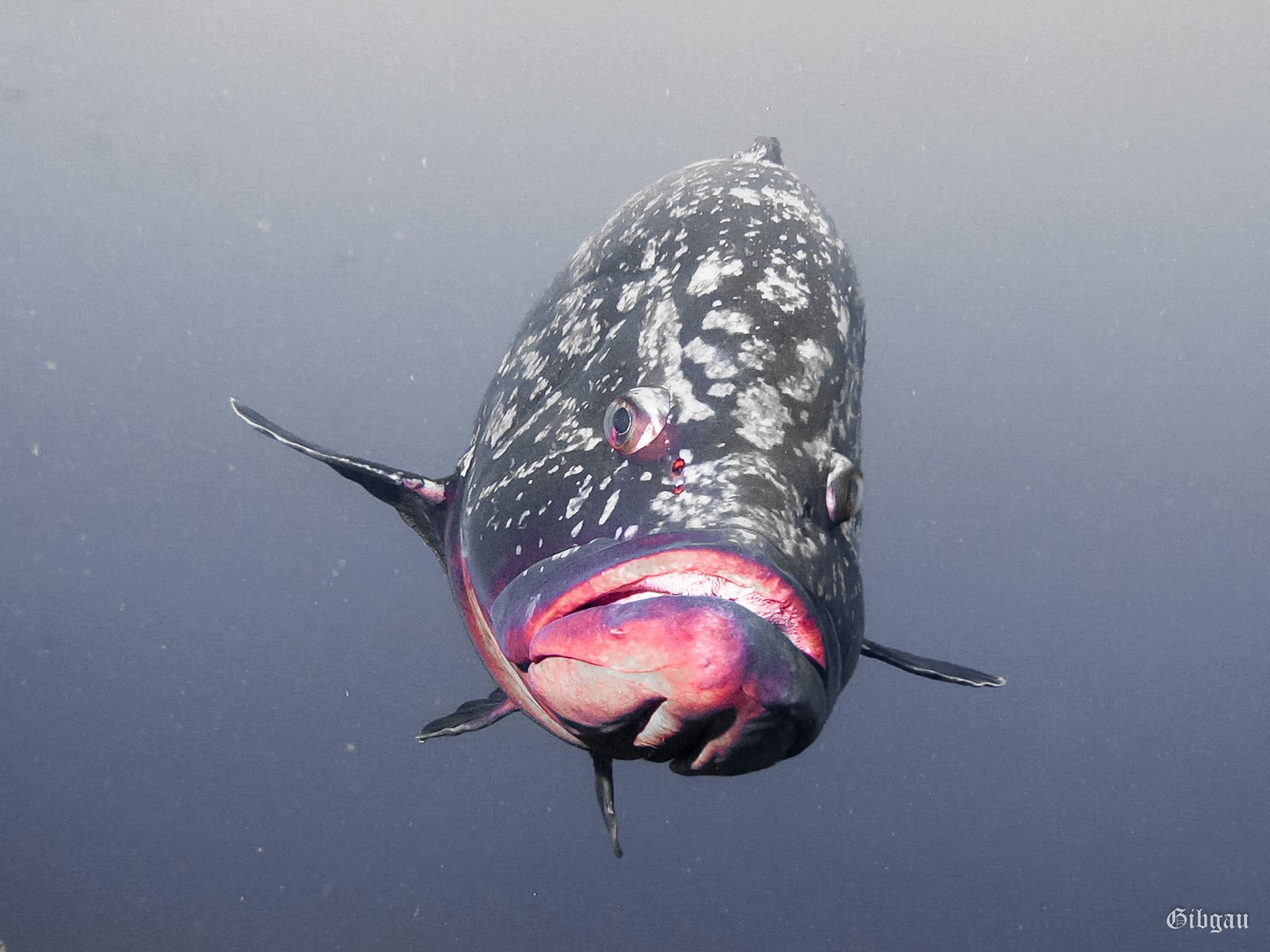 Lire la suite à propos de l’article janvier 2018: Mérous à Madère