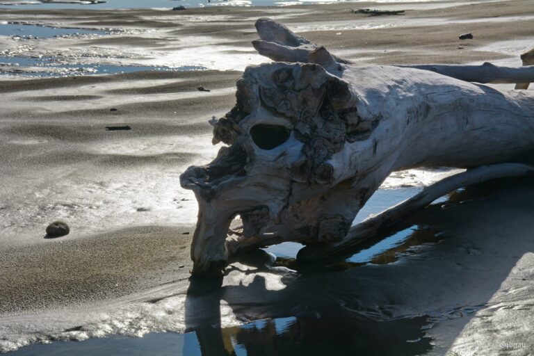 Lire la suite à propos de l’article Plage de Piémanson (Méditerranée): Arbres et sable, vent et vagues