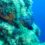 Sous l’eau: Parc national de Port Cros juin 2019 .Mérous , plongeurs et spirographes