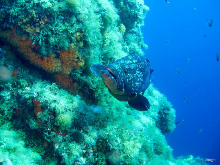 Lire la suite à propos de l’article Sous l&rsquo;eau: Parc national de Port Cros juin 2019 .Mérous , plongeurs et spirographes