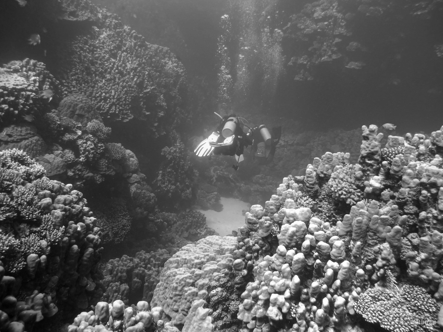 Lire la suite à propos de l’article PLONGEURS   :  Canyons et coralligène– MARSA ALAM (Egypte)-02 2020