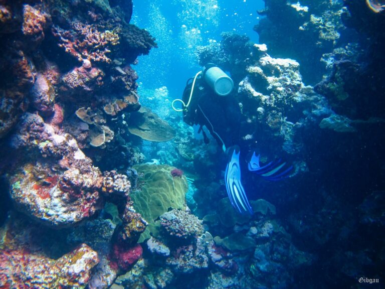 Lire la suite à propos de l’article PLONGEURS , canyons et coralligène  – Marsa Alam, 02– 2020– couleurs