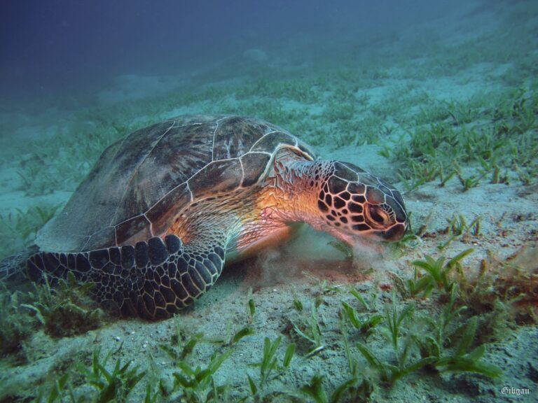 Lire la suite à propos de l’article TORTUES, pâturages et apnée — MARSA  ALAM, février 2020