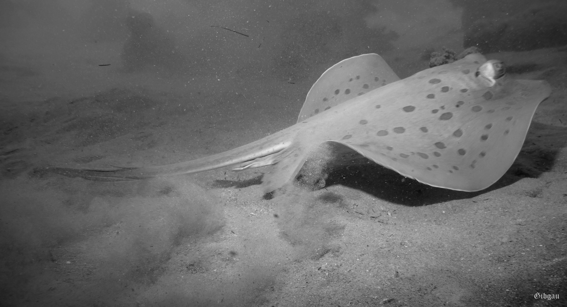 Lire la suite à propos de l’article Raie pastenague à taches bleues–Marsa Alam 02 2020