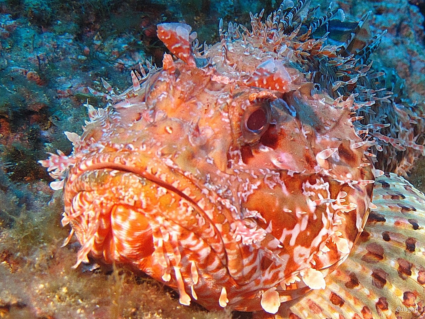 Lire la suite à propos de l’article Sortie Cala Joncols septembre 2020