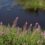 Tour de lac : Charpal; épilobes roses , eau et ciel bleus  —08 2020
