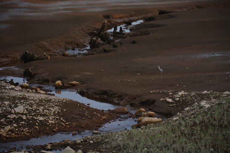 Lire la suite à propos de l’article Plan d&rsquo;eau asséché et héron cendré–  août 2020