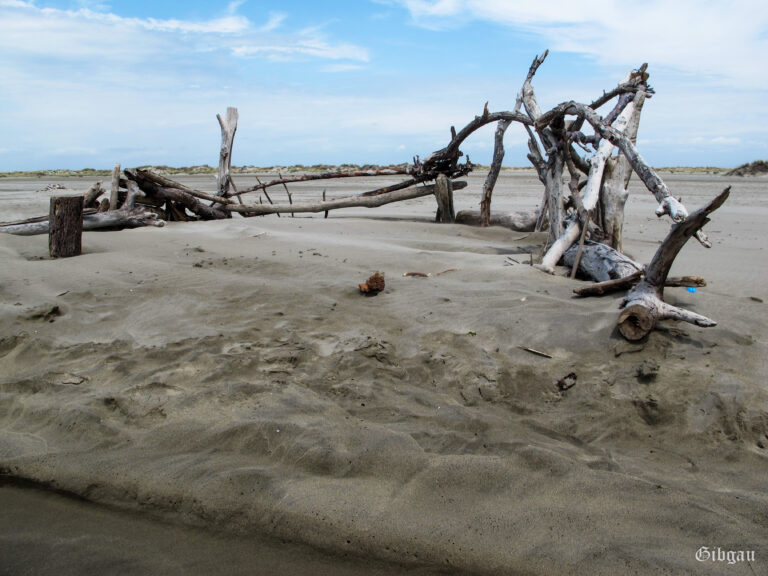 Lire la suite à propos de l’article Plage de Piémanson –août 2021