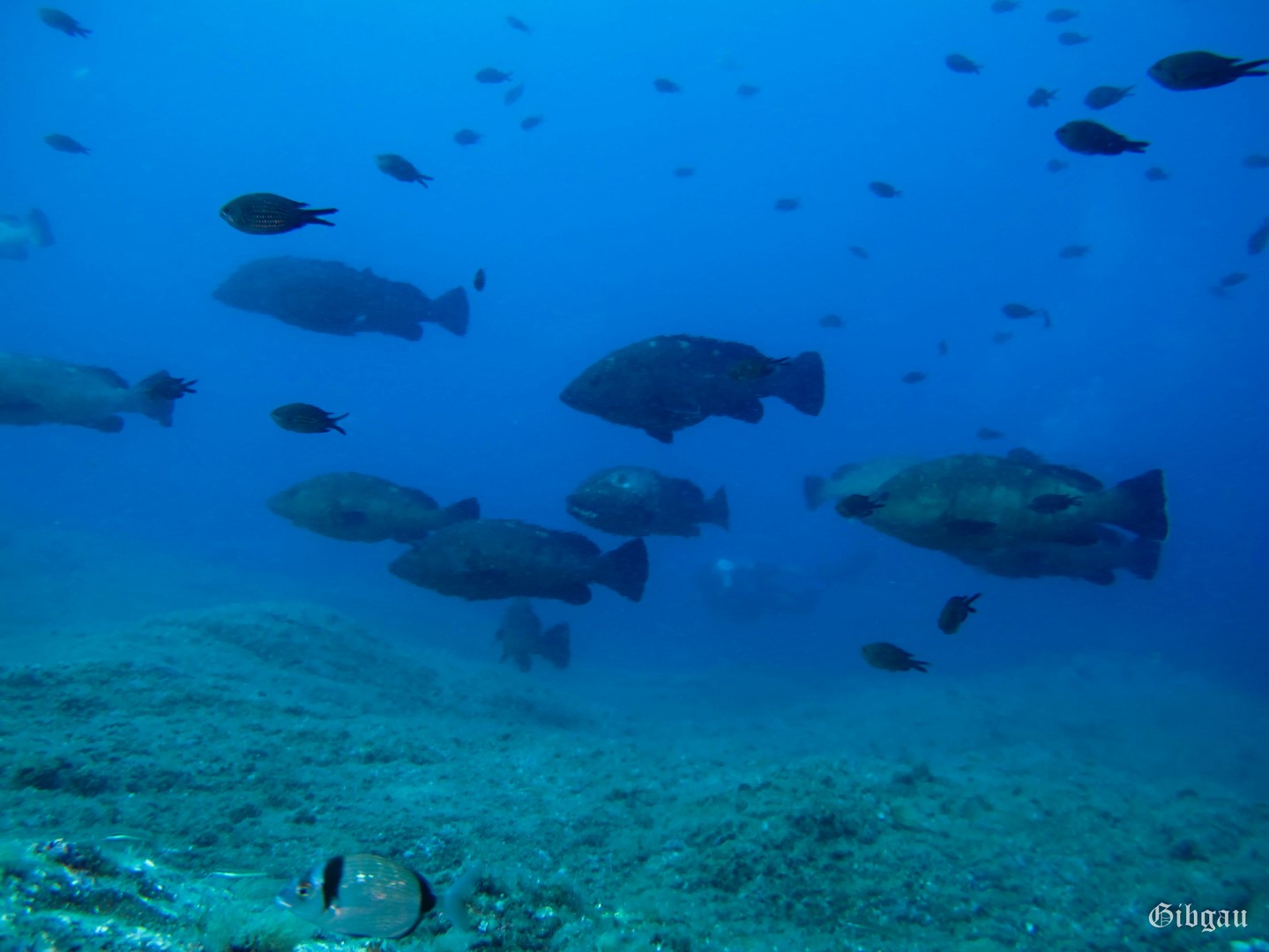 Lire la suite à propos de l’article Massa d&rsquo;Or (cap de Creus – Espagne)