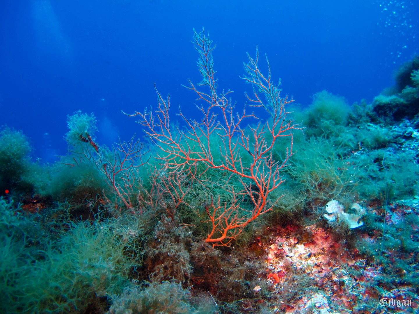 Lire la suite à propos de l’article Cala Joncols , juillet 2021