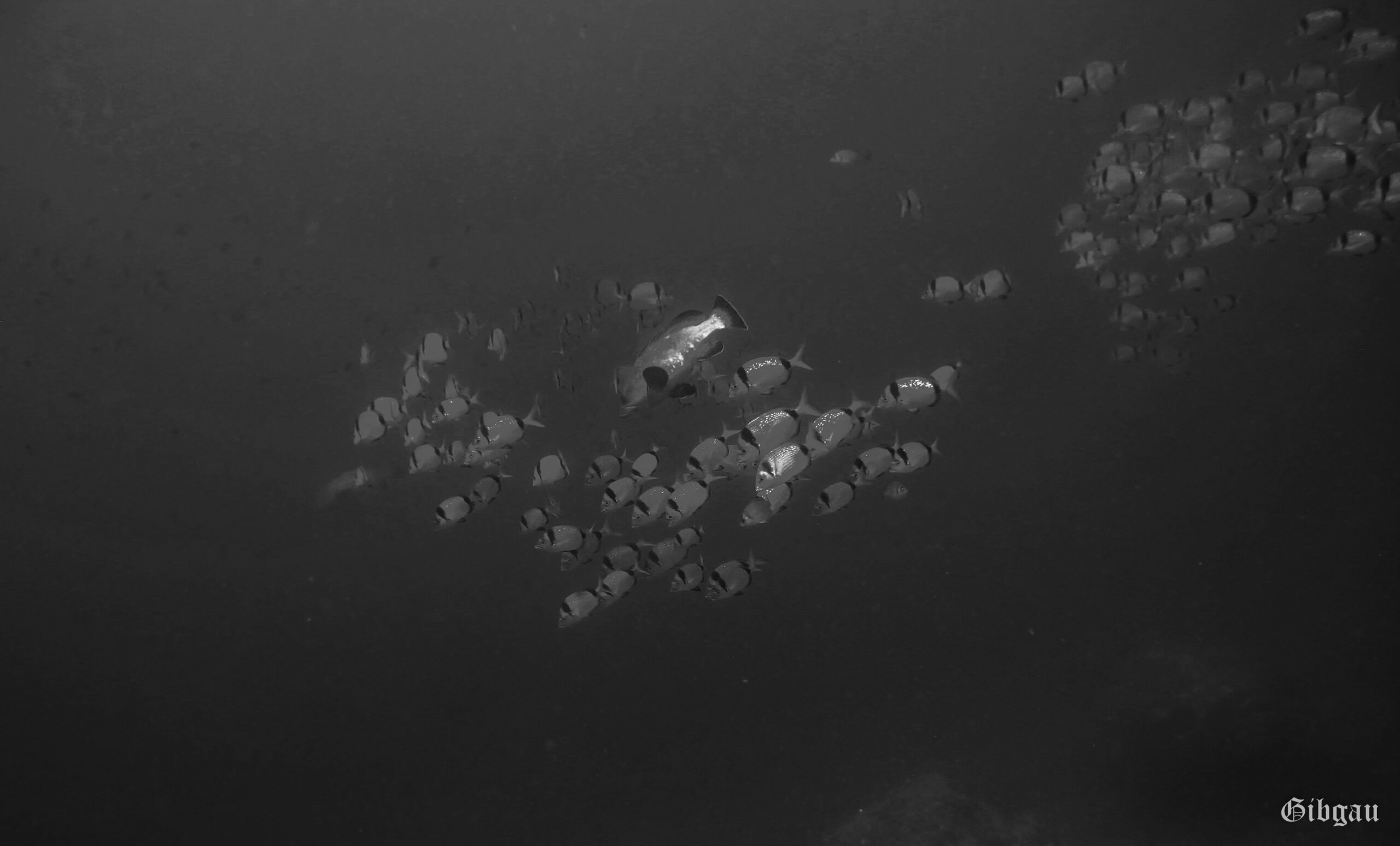 Lire la suite à propos de l’article Sars et mérou (cap de Creus) noir et blanc, juillet 2021