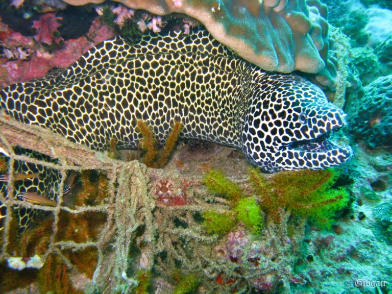 Lire la suite à propos de l’article Oman , décembre 2009 , suite