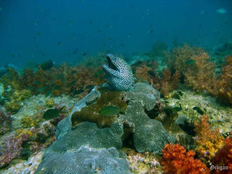 Lire la suite à propos de l’article Plongée dans la mer d&rsquo;Oman-1-  décembre 2009