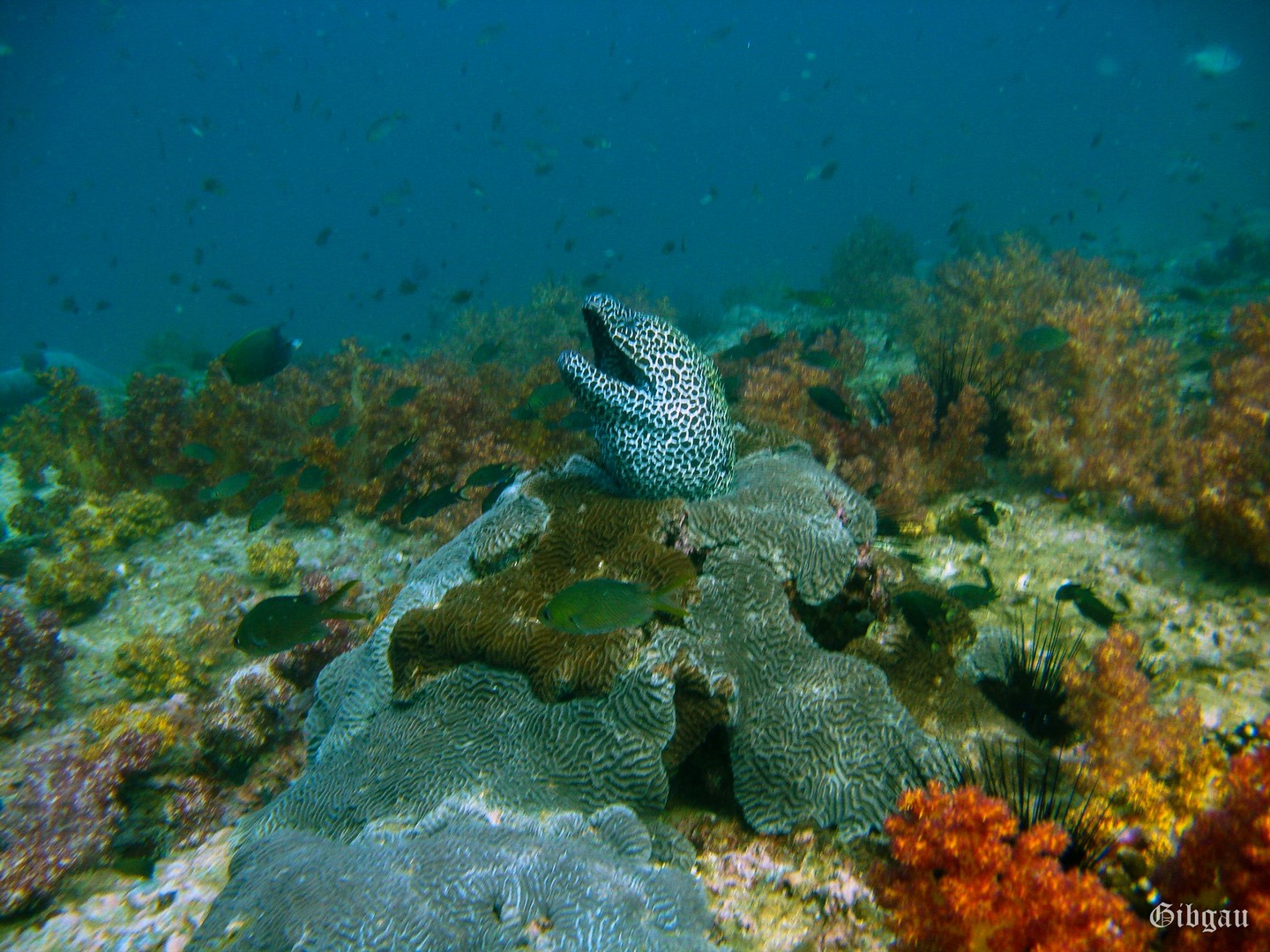 Lire la suite à propos de l’article Plongée dans la mer d&rsquo;Oman-1-  décembre 2009