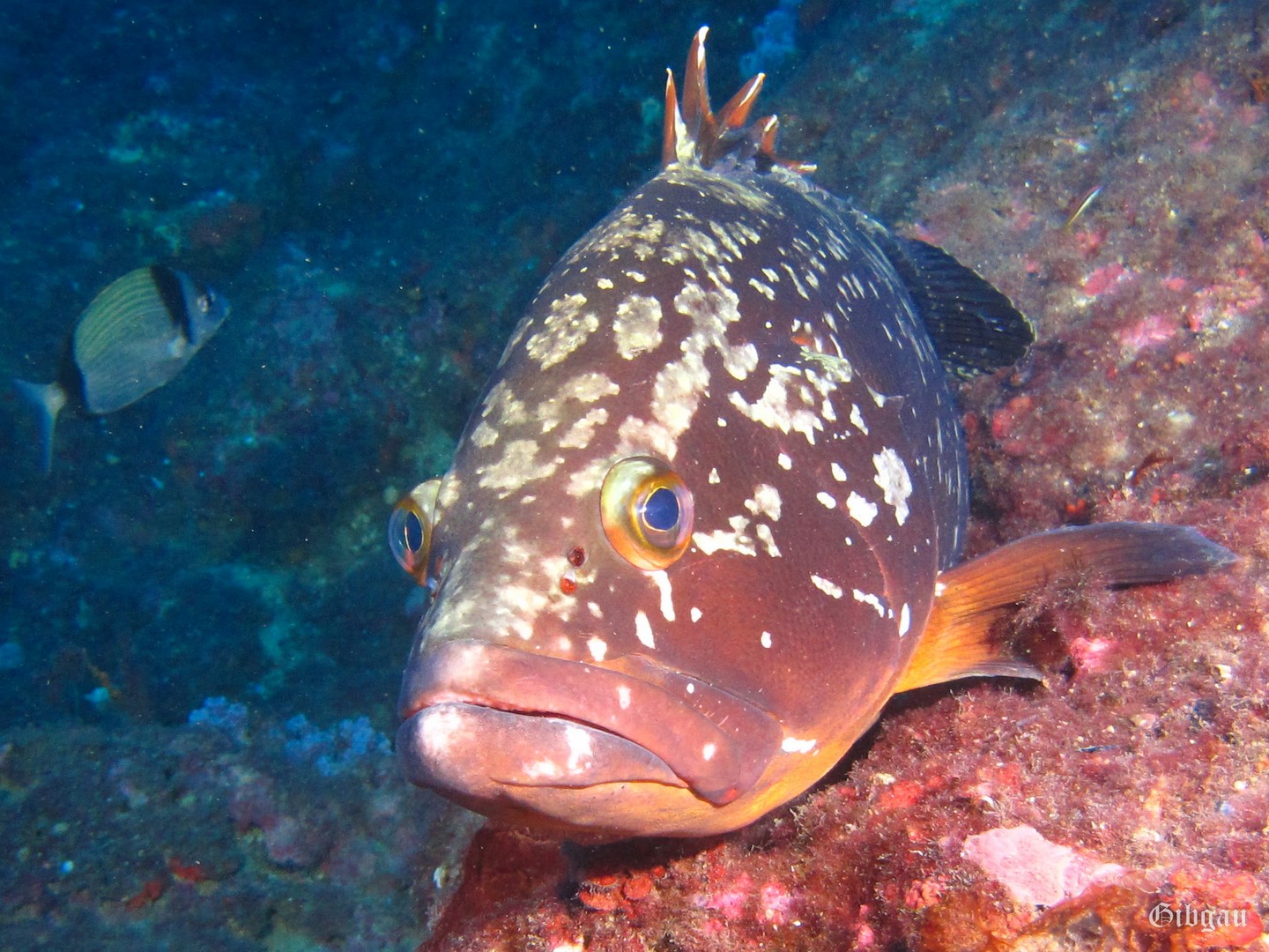 Lire la suite à propos de l’article L&rsquo;Estartit –Catalogne — octobre 2021
