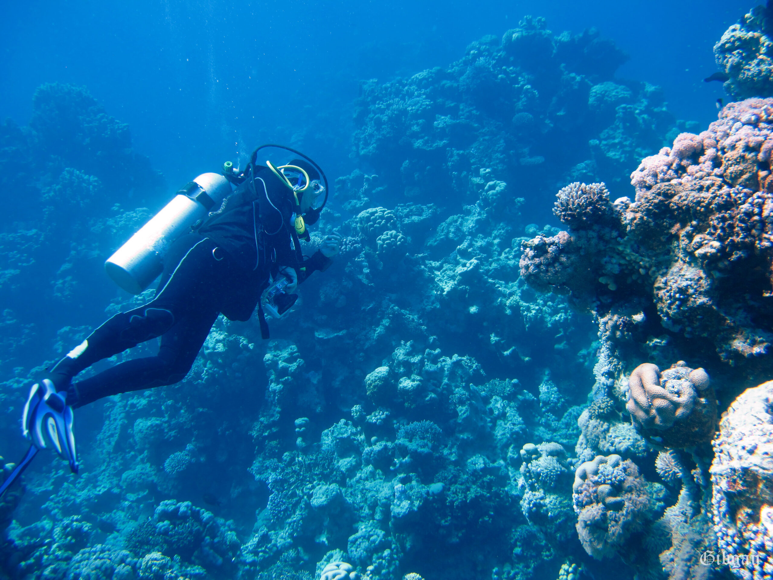 Lire la suite à propos de l’article Plongeuse–Sharm el Naga–11 2021: à la recherche d&rsquo;un peu de  couleur–noir et blanc ou presque