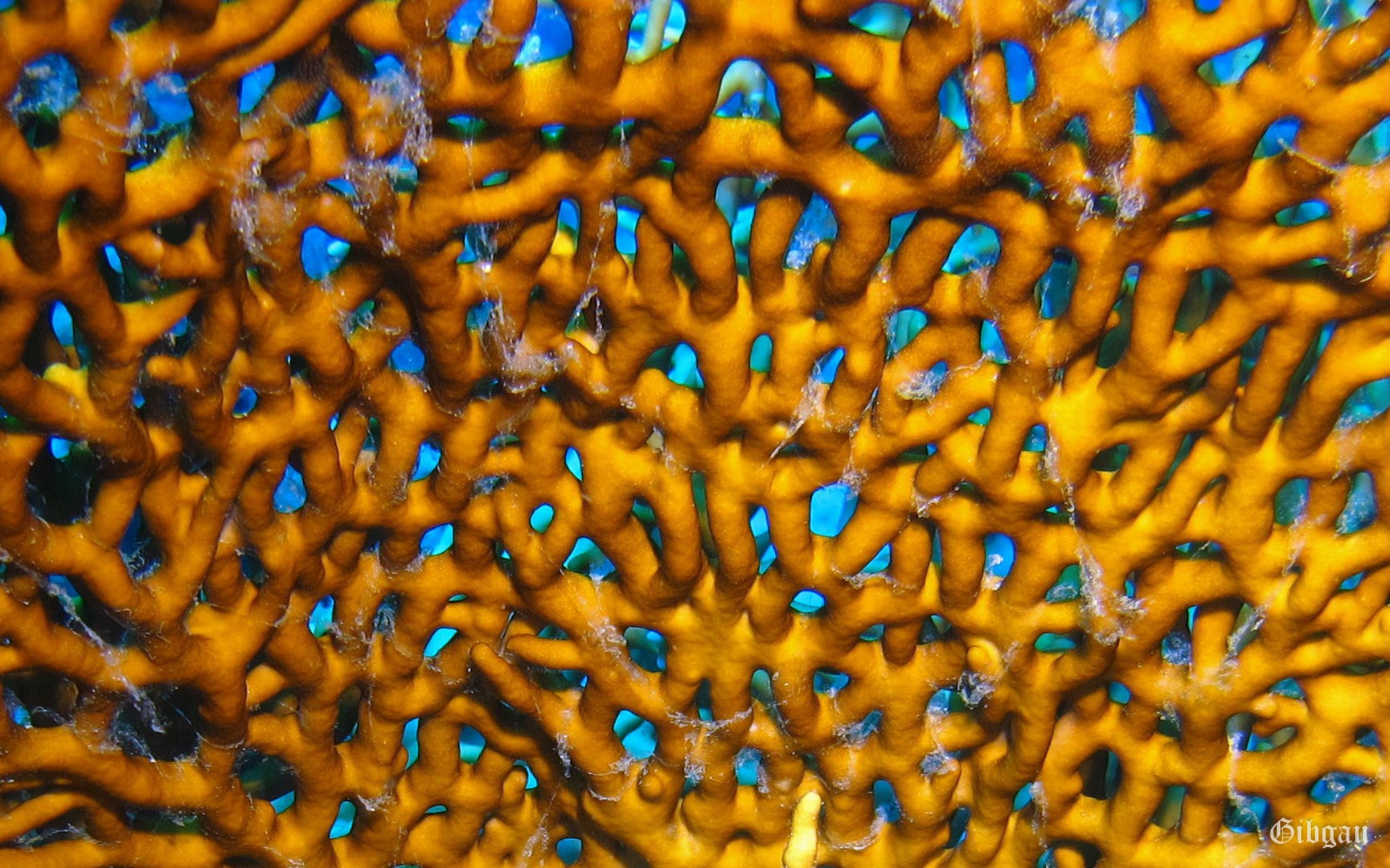 Lire la suite à propos de l’article Sharm el Naga –Egypte– Jours 5 à 8–novembre 2021