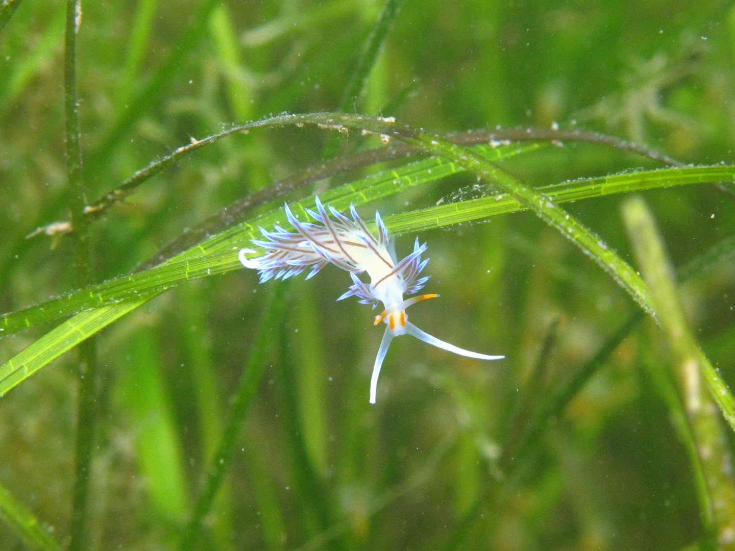 Lire la suite à propos de l’article Etang de Thau- 18 06 2022–