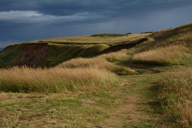 Lire la suite à propos de l’article Fous de Bassan , Bempton Cliffs (Yorkshire)– Juillet 2022