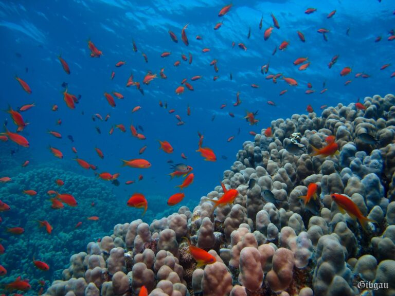 Lire la suite à propos de l’article Abu Soma Garden et Gamul Soraya – Soma bay – Safaga- Mer Rouge – Jour 1 -décembre 2022