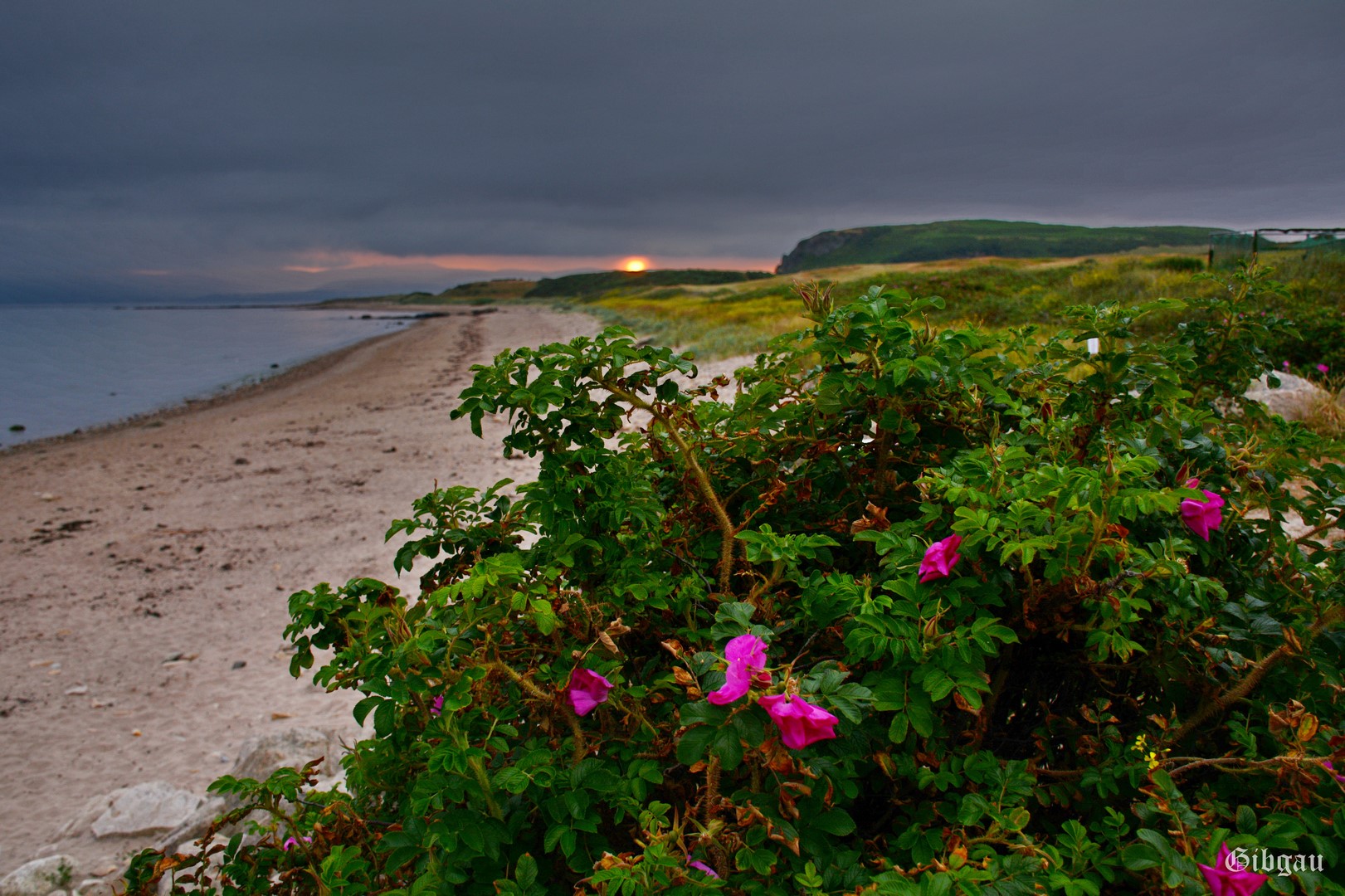 Lire la suite à propos de l’article Flowers and Sea– Isle of Arran –Scotland–July 2022