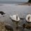 Swans , river and firth of Clyde–isle of Arran –july 2022