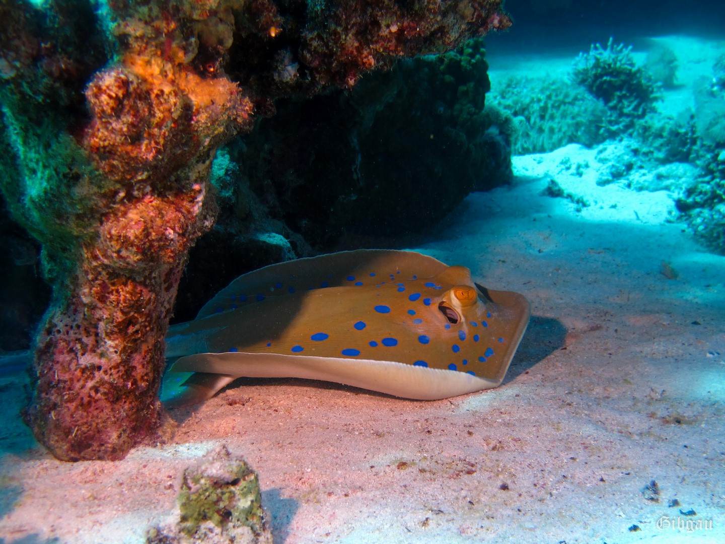 Lire la suite à propos de l’article Shaab Sheer – Soma Bay–Egypte décembre 2022