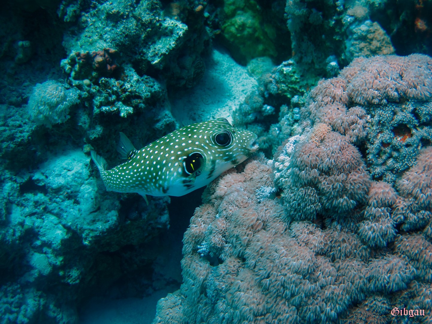 Lire la suite à propos de l’article Shaab Sheer — Soma Bay– Egypte–décembre 2022 –jour 5 : autour d&rsquo;un poisson globe