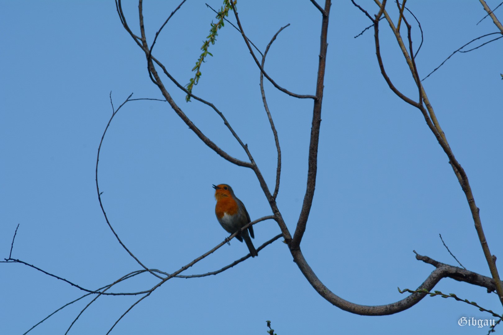 Lire la suite à propos de l’article Rouge gorge et saule pleureur, en couleurs– 2023