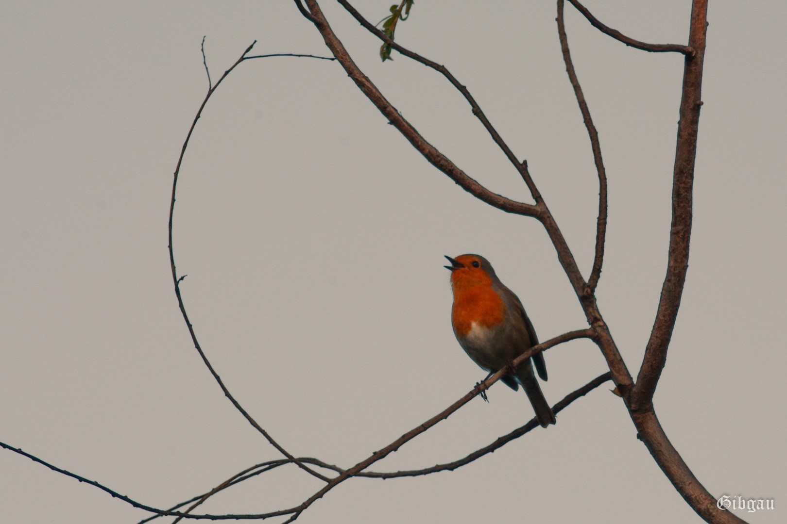 Lire la suite à propos de l’article Rouge Gorge  sur un saule (gris et orangé)
