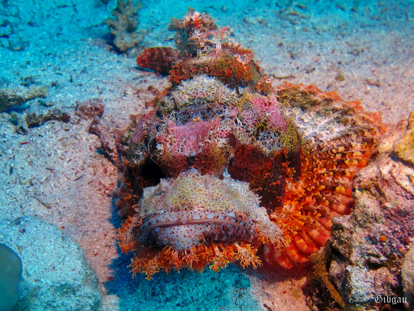 Lire la suite à propos de l’article Abu Kefan –Soma bay–Mer Rouge–décembre 2022–du bleu mais pas que