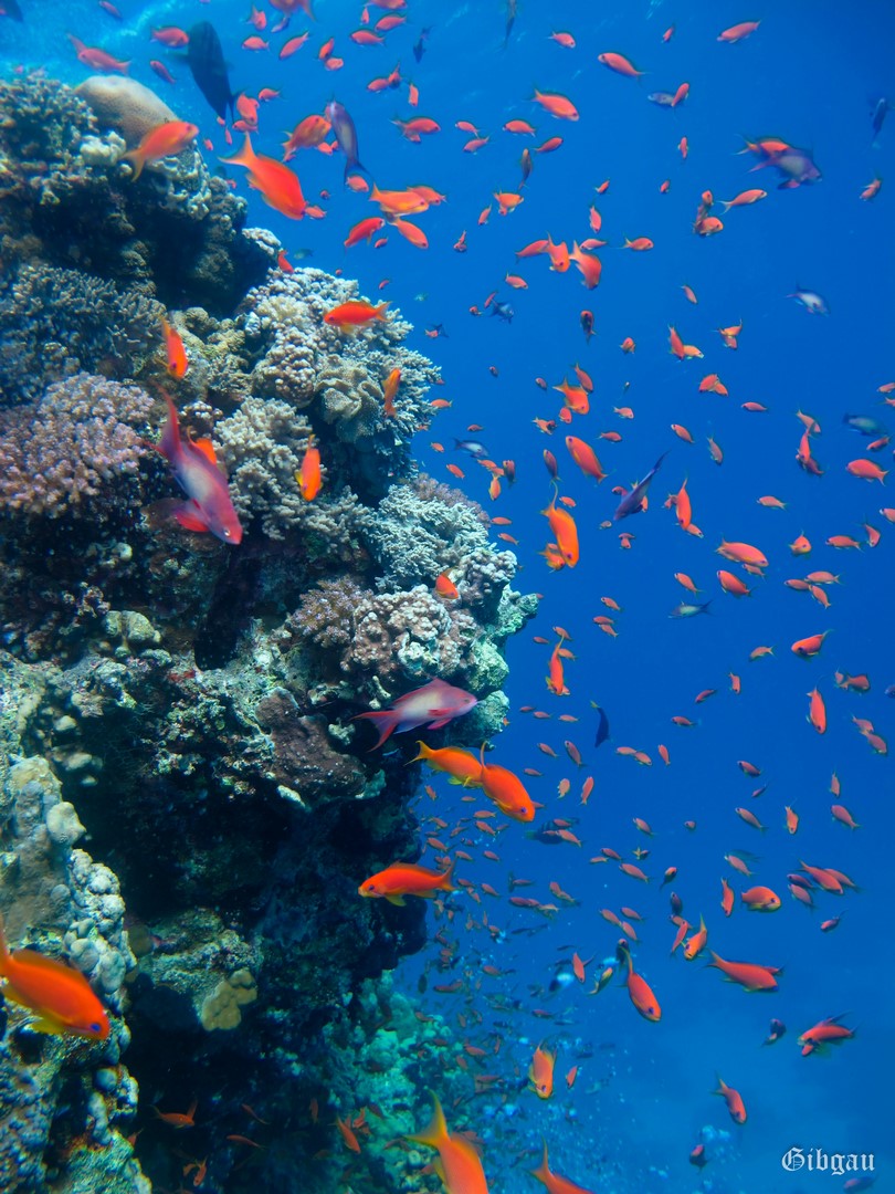 Lire la suite à propos de l’article Anthias–Soma Bay– mer Rouge Egypte  12/2022