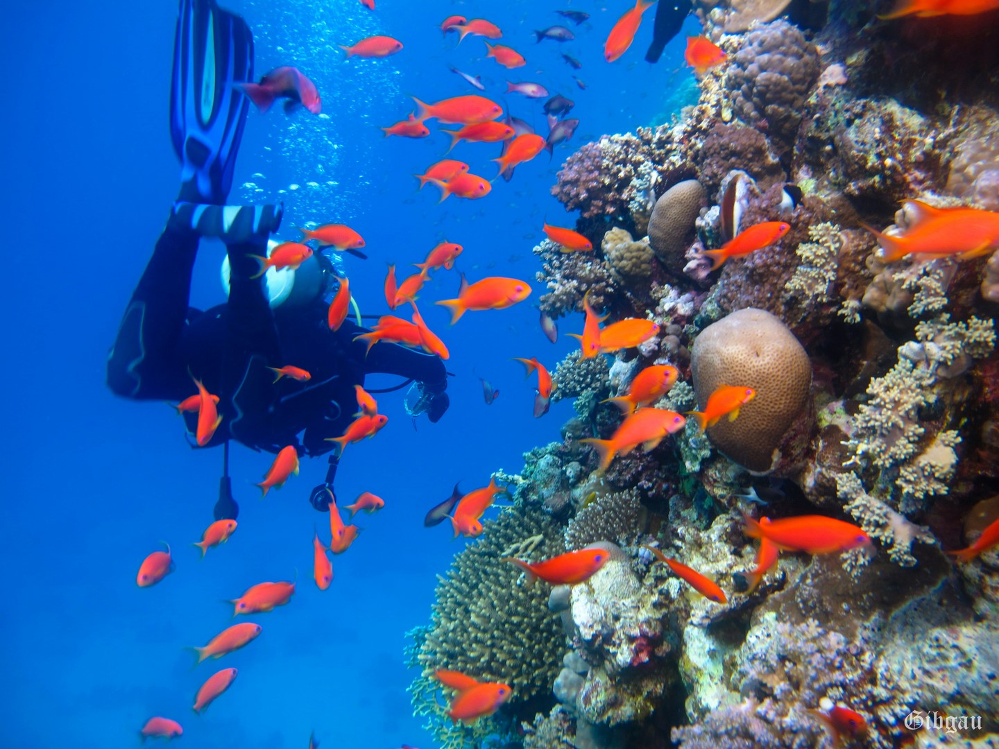 Lire la suite à propos de l’article Mon Binôme–Soma bay -Mer Rouge– Egypte–décembre 2022