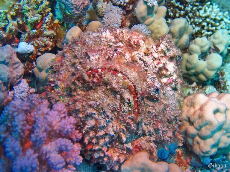 Lire la suite à propos de l’article Raie pastenague, Murène et Poisson pierre–Ras Abu Soma– Mer Rouge 12 -2022