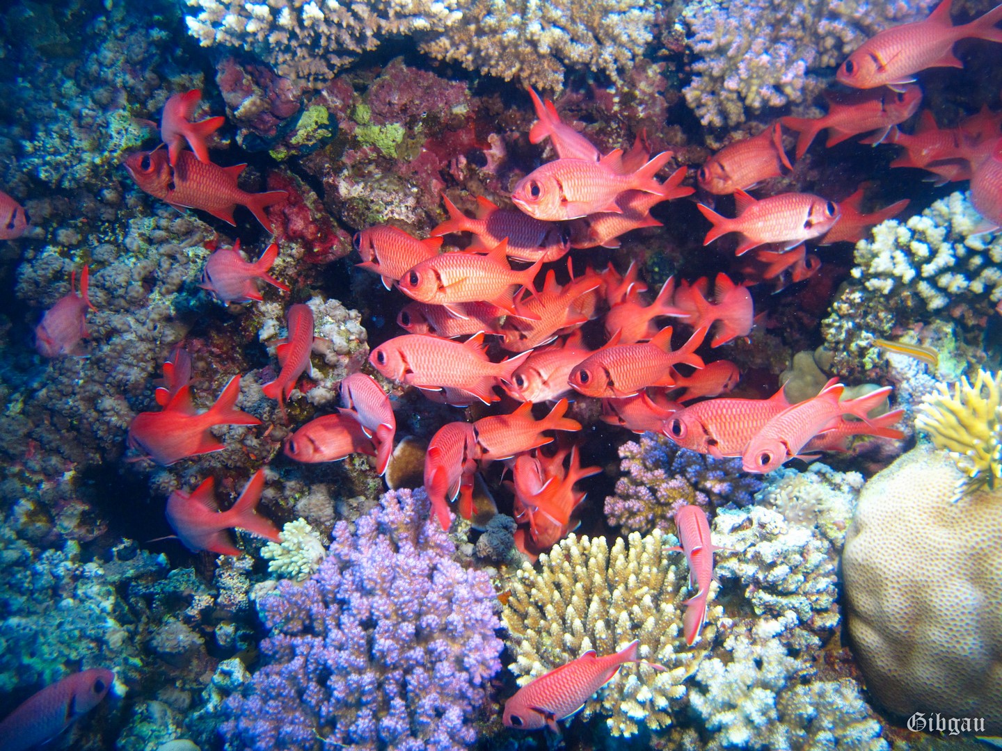 Lire la suite à propos de l’article Mer Rouge : Ras Abou Soma et Tobia Arba–décembre 2022