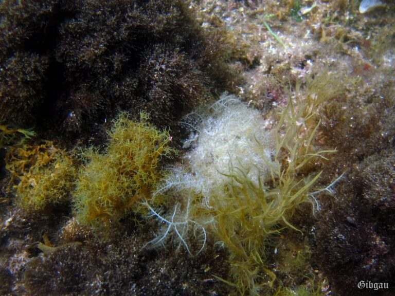 Lire la suite à propos de l’article Cala Joncols- Catalogne- plongées en septembre 2021