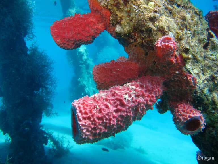 Lire la suite à propos de l’article Eponges tubulaires (sous le ponton)–Soma Bay–Mer Rouge