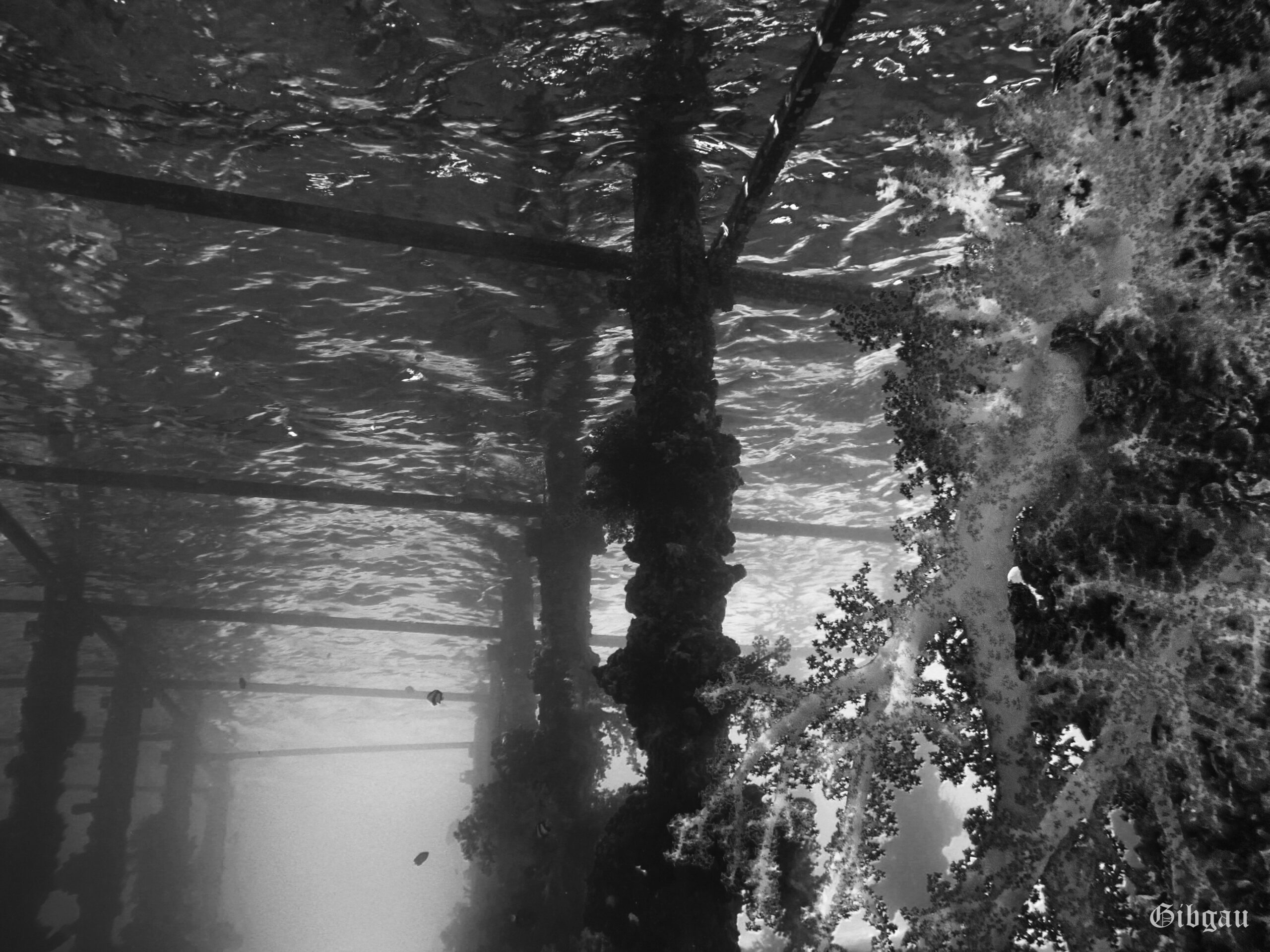 Lire la suite à propos de l’article Sous le ponton à l&rsquo;Aqua Mondo: ambiance N et B– 12-2022–Mer Rouge