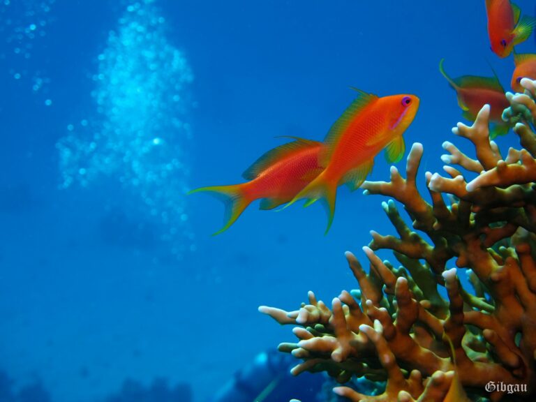 Lire la suite à propos de l’article Gravity –Tobia Soraya et Gamal Soraya (Mer Rouge)