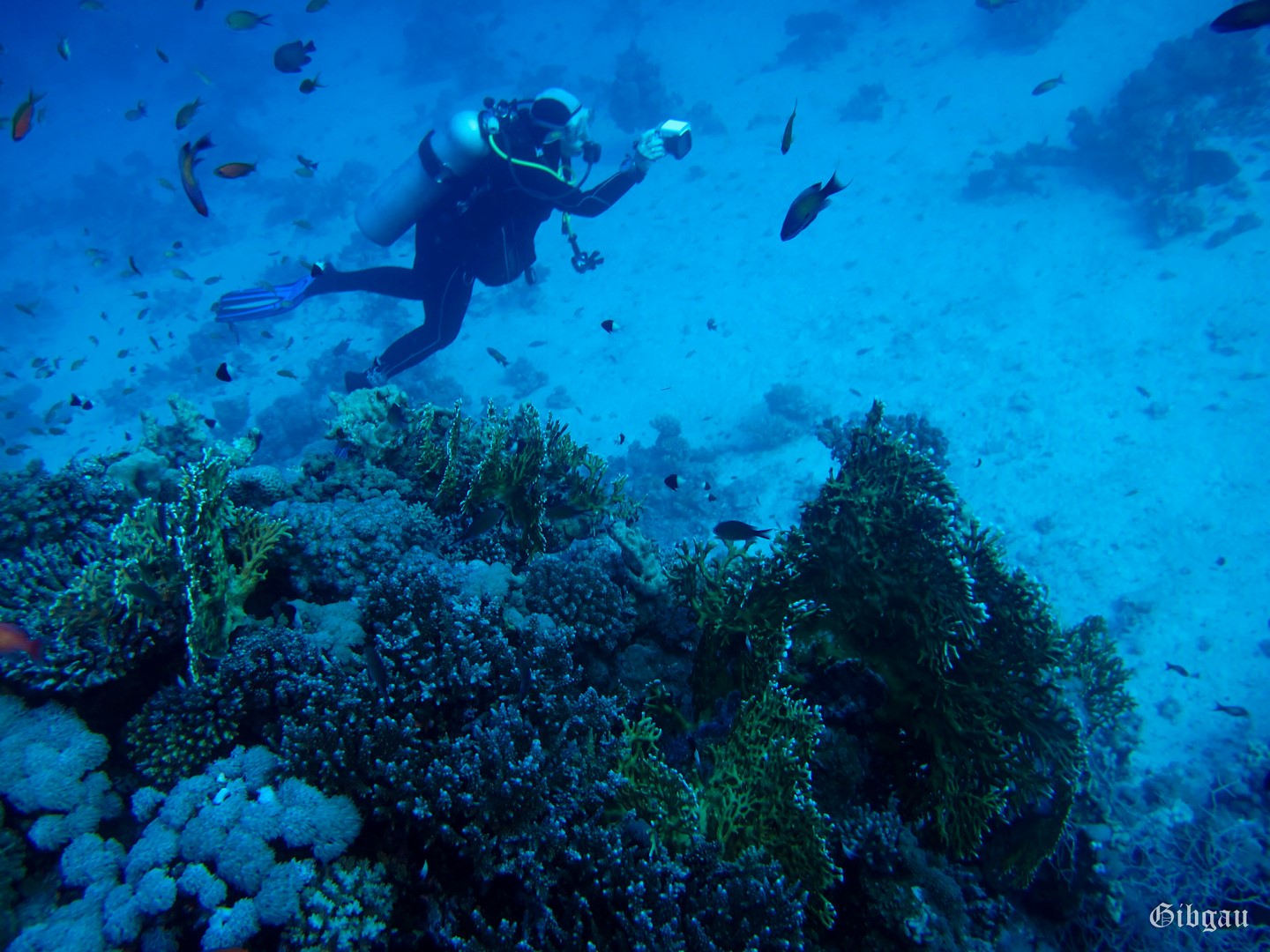 Lire la suite à propos de l’article Sharm el Naga -11-2021 (jours 2 et 3).   Coraux et autres Cnidaires: tous aux abris!