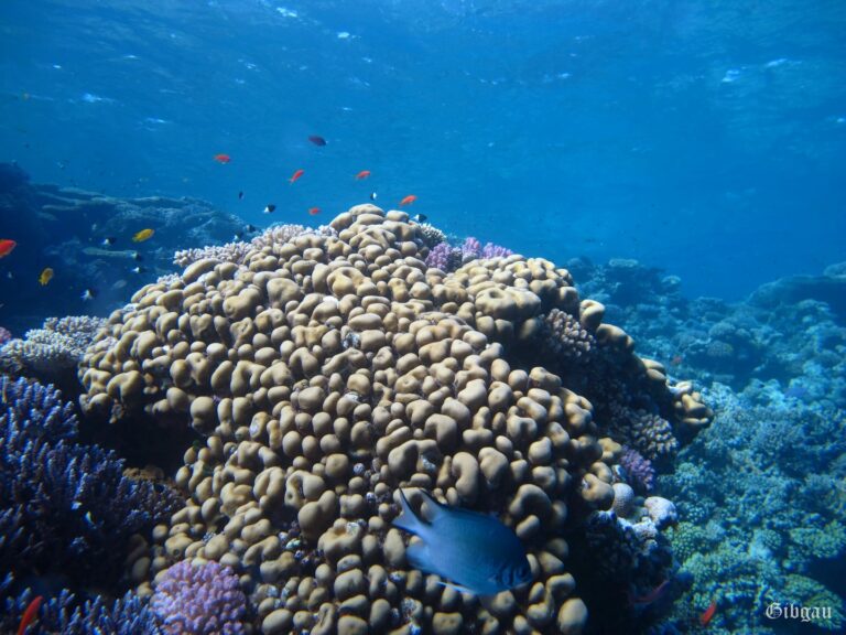 Lire la suite à propos de l’article SHARM EL NAGA–novembre 2021–jours 1 et 2 : la danse des Scorpénidé.