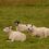 Sheep and the sea (Fionphort–Isle of Mull– july 2022)