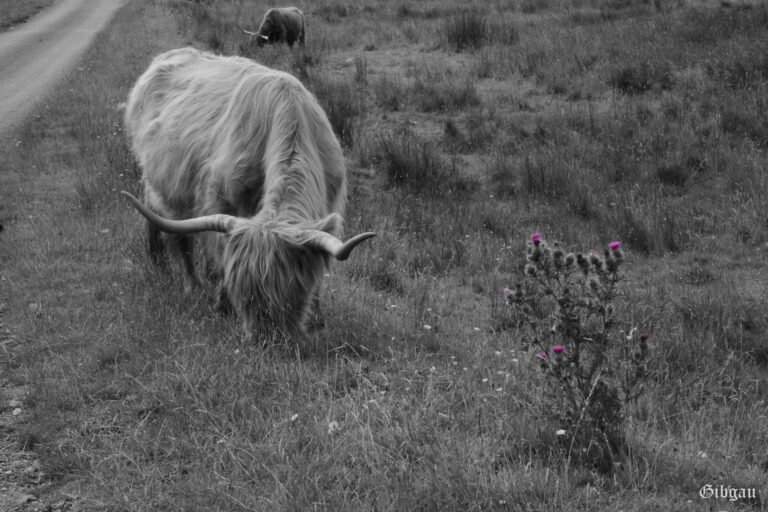 Lire la suite à propos de l’article Shetland Long Horns –Isle of Mull –08 2022