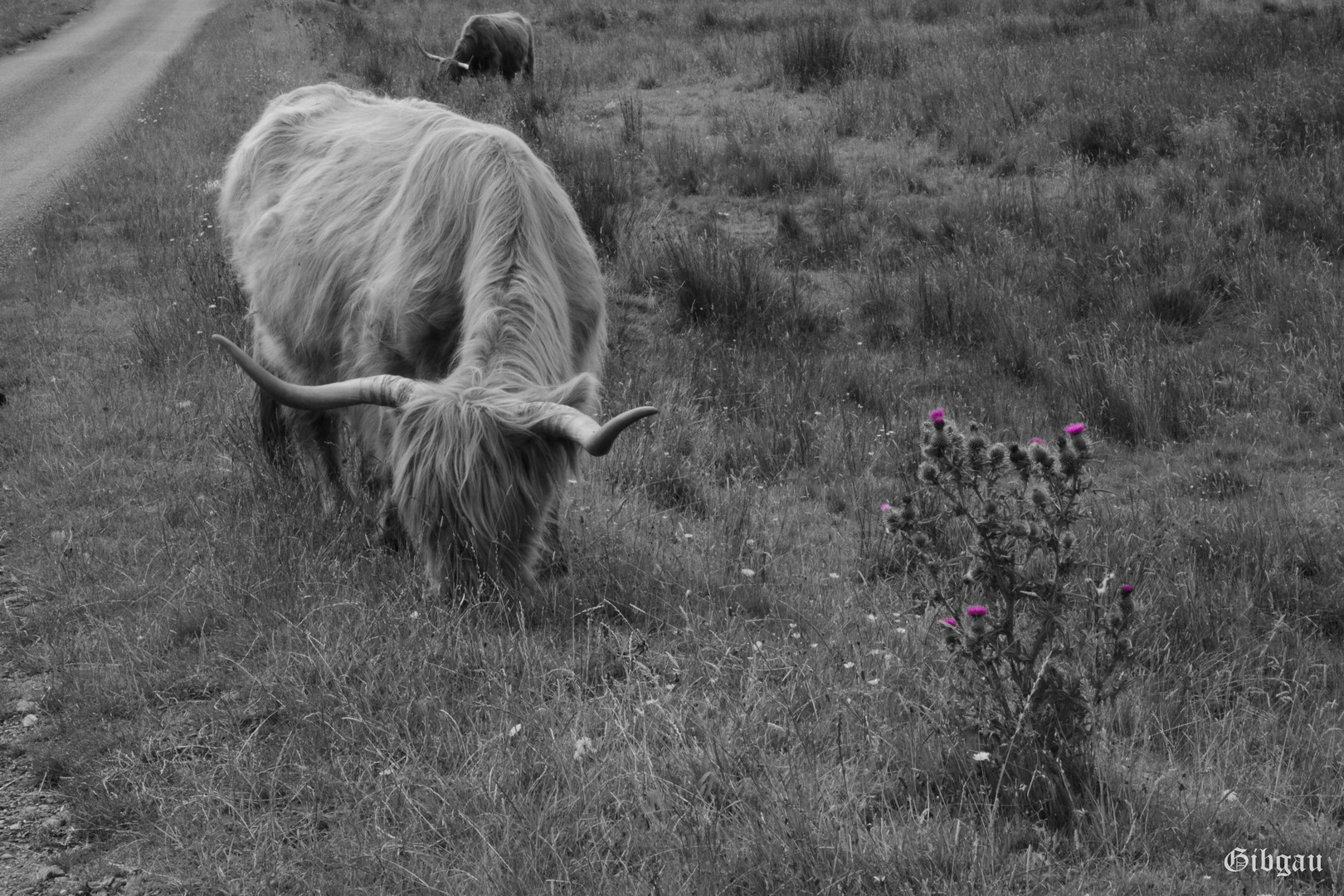 Lire la suite à propos de l’article Shetland Long Horns –Isle of Mull –08 2022