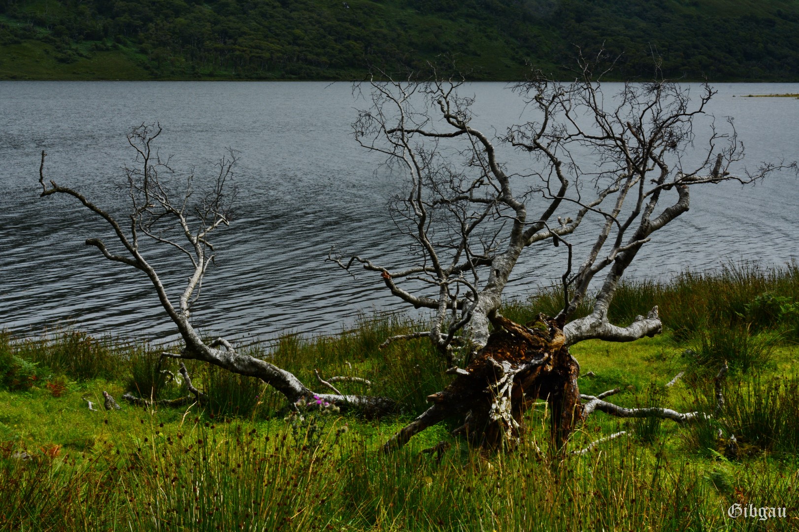 Lire la suite à propos de l’article Around the Isle of Mull– July 2022