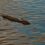 Seals….and gulls-Eyemouth Harbour–Scotland–August 2022